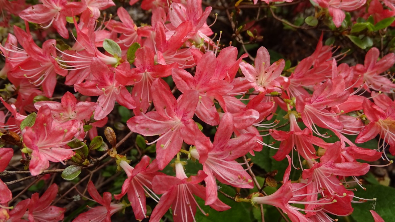 'Aya kammuri' Wilson No 19